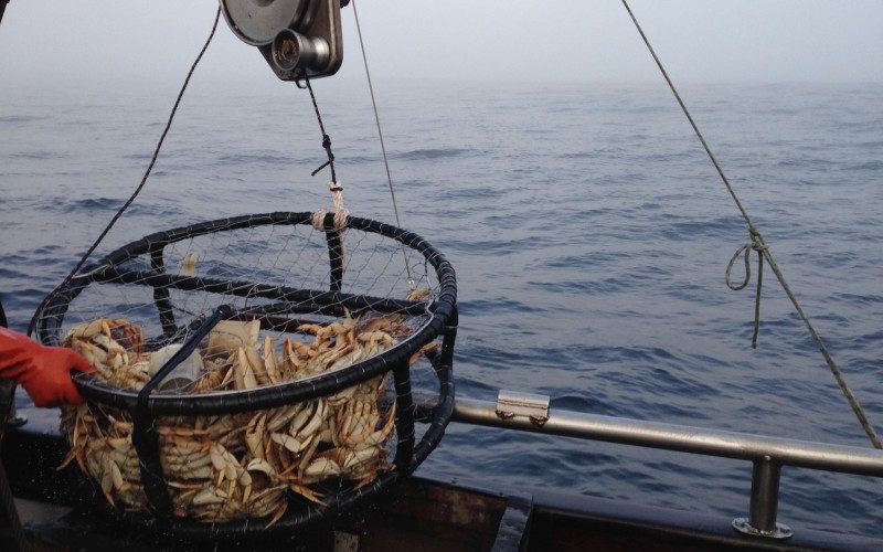 Calif. commercial Dungeness crab season set to close National Fisherman
